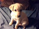 Baby Mox.jpg