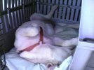 Mox Sleeping.jpg