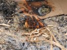 firemaking_021 (Medium).jpg