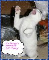cat copy.jpg