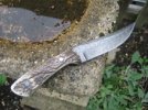 Upswept sambar stag small file.JPG