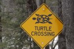 DSCF1913 TURTLE CROSSING SIGN CLOSE 650 MED.jpg