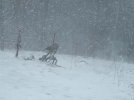 DSCF9503 SNOWSTORM TRACTOR SEAT 650 MED.jpg