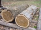 post oak 2.jpg