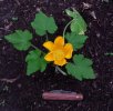 Squash blossom.jpg