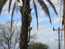 Cactus tree.jpg