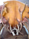 horns and skins copy.JPG