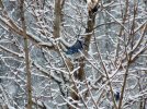 DSCF9541 BLUE JAY TREE 650 MED.jpg