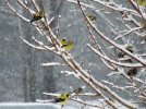 DSCF9549 GOLDFINCH TREE SEVERAL 650 MED.jpg