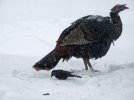 DSCF9589 WILD TURKEY GRACKLE FEEDE 650 MED.jpg