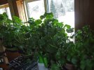 DSCF9513 GERANIUMS SNOW 650 MED.jpg