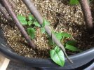 DSCF9527 THUNBERGIA CLIMBS 650 MED.jpg