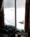 Goose.JPG