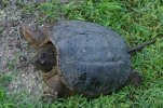 smithy and turtle 025.jpg
