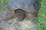 smithy and turtle 026.jpg
