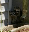 raccoons.jpg