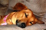 ginger_sleeping.jpg