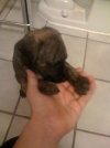 puppy.jpg