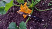 #35 Churchill squash blossom.jpg