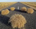 Tumbleweeds.jpg