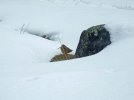 DSCF9630 WOODCOCK SNOW 650 MED.jpg