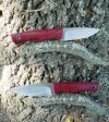 Bushfinger Ruby AEB-L.jpg