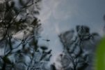 Dragon Fly Reflection.jpg