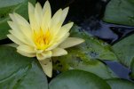 Water lily.jpg