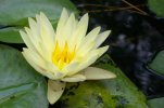Water Lily and tadpoles.jpg