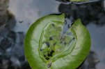 Tadpoles.jpg