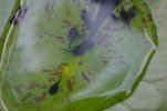 Tadpole closeup.jpg