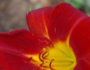 Day Lily with friend.jpg
