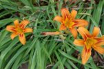day lillies.jpg