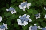 Lacecap hydrangea.jpg