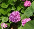 Mop Head Hydrangea.jpg