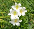easter lilies.jpg