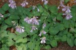 Hosta Big blue.jpg