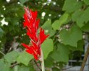 Canna lily.jpg