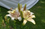 Asian Lilies.jpg