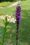 Liatris 2.jpg