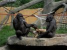 cgy-gorilla-knife.jpg