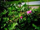 DSCN0858.jpg