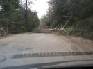 0504181739-00 TREE DOWN 650 MED.jpg