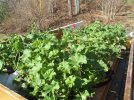 DSCF9791 GERANIUMS IN TRAILER 650 MED.jpg