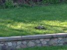 IMG_1910.JPG