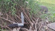77 in rosemary 2.jpg