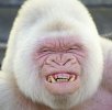 Albino.jpg