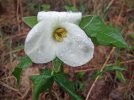 DSCF9805 TRILLIUM 650 MED.jpg