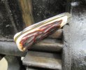A.Wright Small Swayback Sambar Lambsfoot.JPG