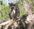 eastern screech owl 1.jpg